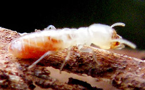 Termite Image