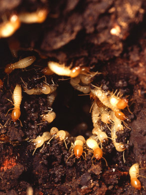 Termites eating wood